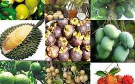 Sản lượng trái cây ĐBSCL đạt hơn 3 triệu tấn